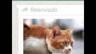 Etiqueta de mensajes reenviados en WhatsApp screenshot 1