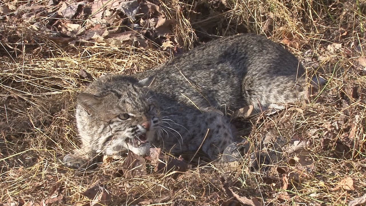 Trapping Time Episode #2