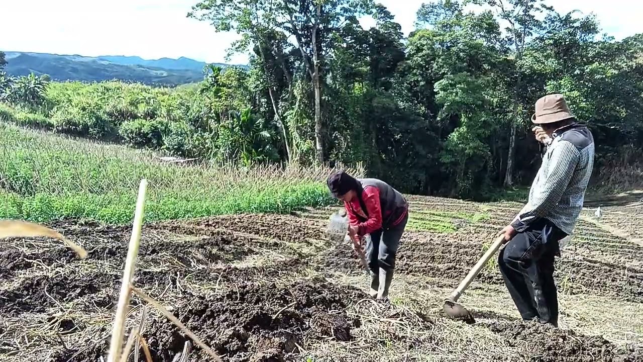 Garden Preparation                      Loosen the soil using hand tools like shovels, garden forks.
