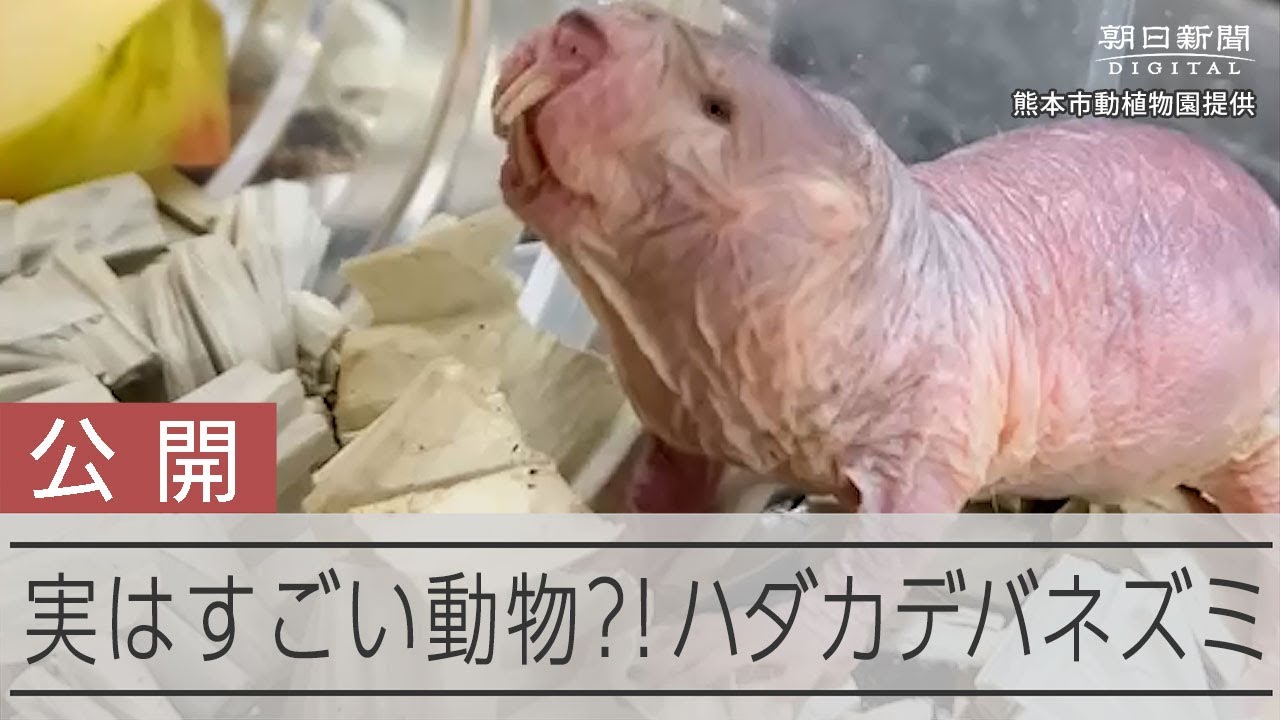 超長寿で老化知らず？「ハダカデバネズミ」熊本で公開はじまる - YouTube