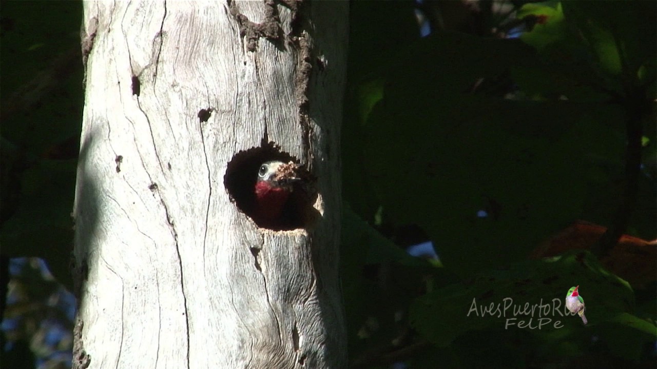 CARPINTERO construyendo el nido (Puerto Rican Woodpecker, Melanerpes portoricensis) ENDEMICA