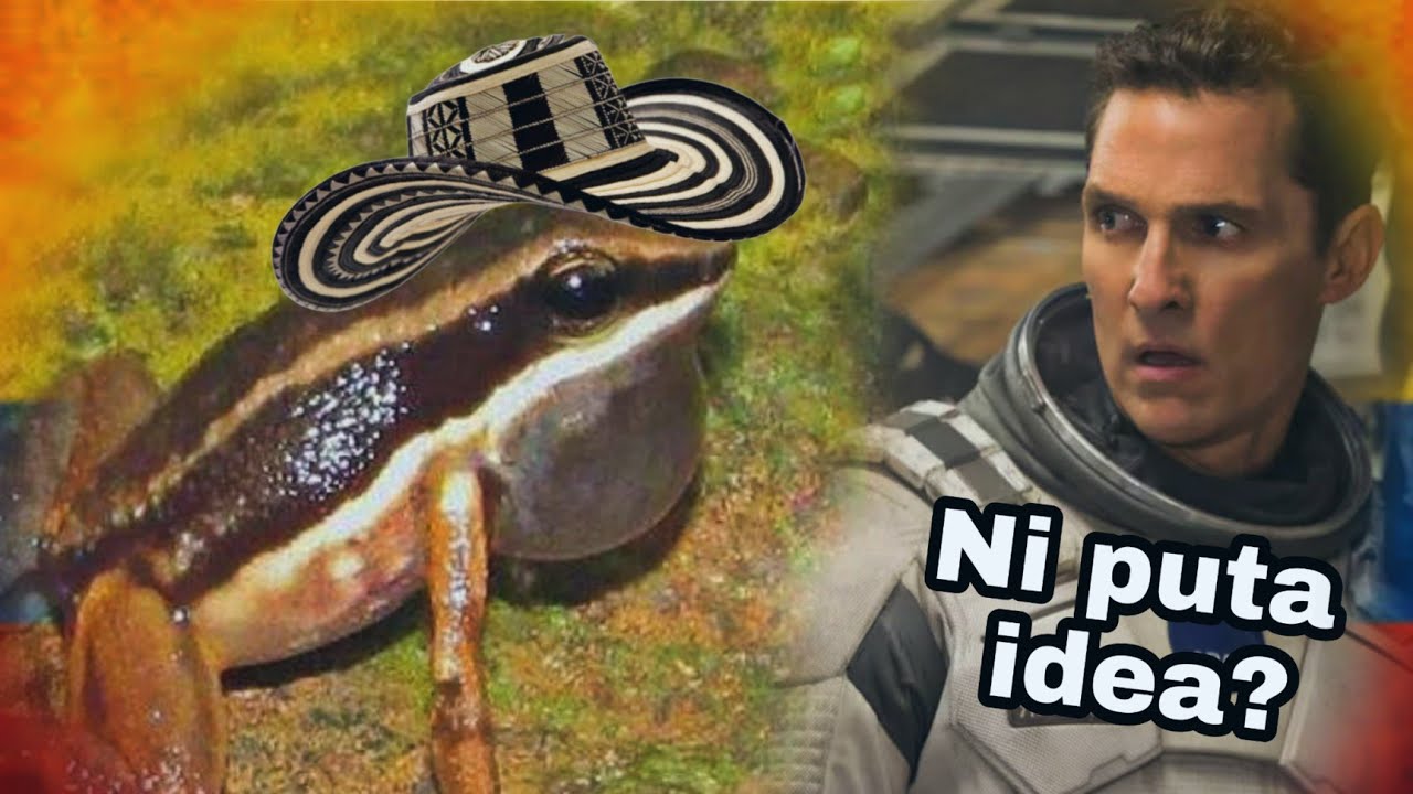 LA RANA  put#   "Allobates niputidea"