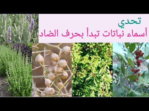 تحدي أسماء نباتات تبدأ بحرف الضاد