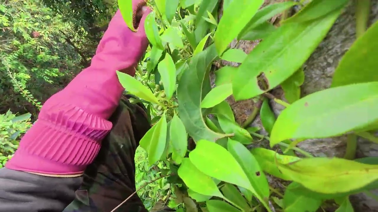 Wild Honey Harvesting ｜ Dangerous Tree Climbing in Vietnam Jungle gnub 8ImHXI part1