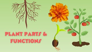 Fun Learning Plant Parts And Their Functions For Kids