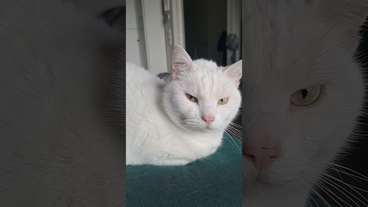 Loaf decides to mrrp