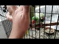 Handshaking Parrot | Talking Parrot Handshaking🤝| Handshaking Talking Parakeet🦜| Let's Shake Hands