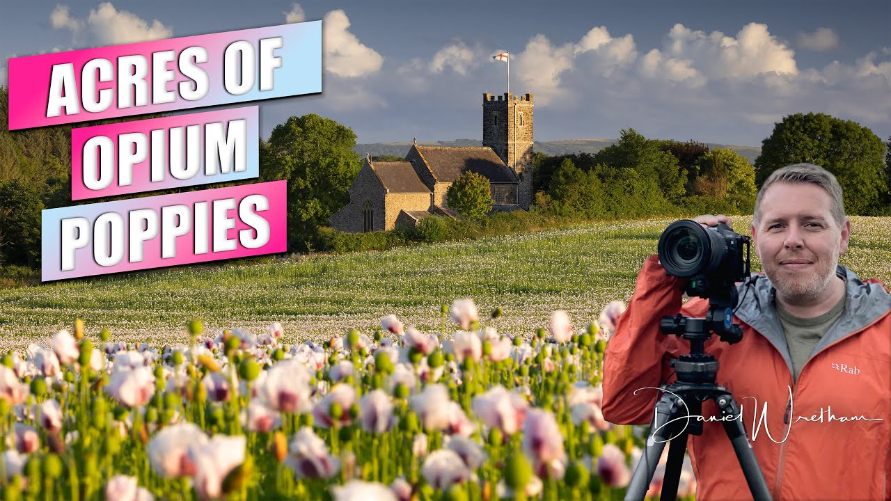 Pink Opium Poppies | Landscape Photography | Dorset | Canon EOS R5
