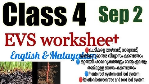 Class 4 Evs worksheet September 2|4 std Environmental studies| പരിസര പഠനം |mindblowingkids