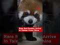 Endangered Red Pandas Arrive In Taiwan In Rare Exchange With China