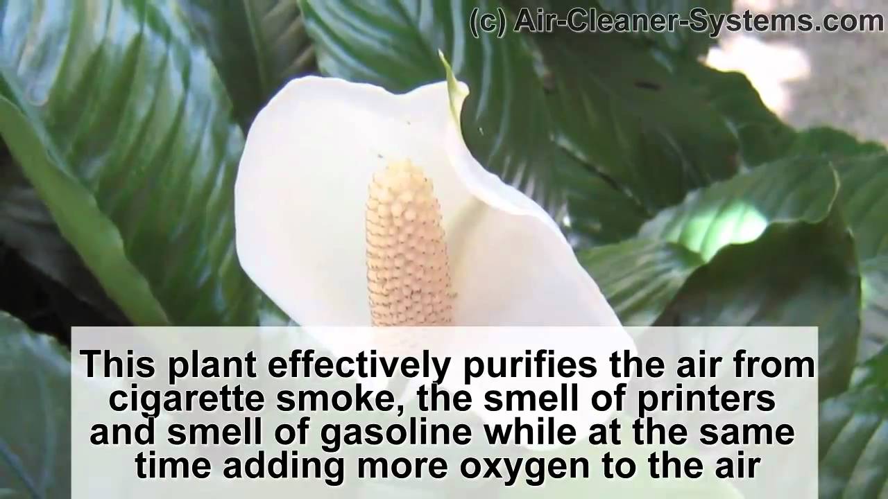 smoking cigarettes with a cold Smoking and the Common Cold
