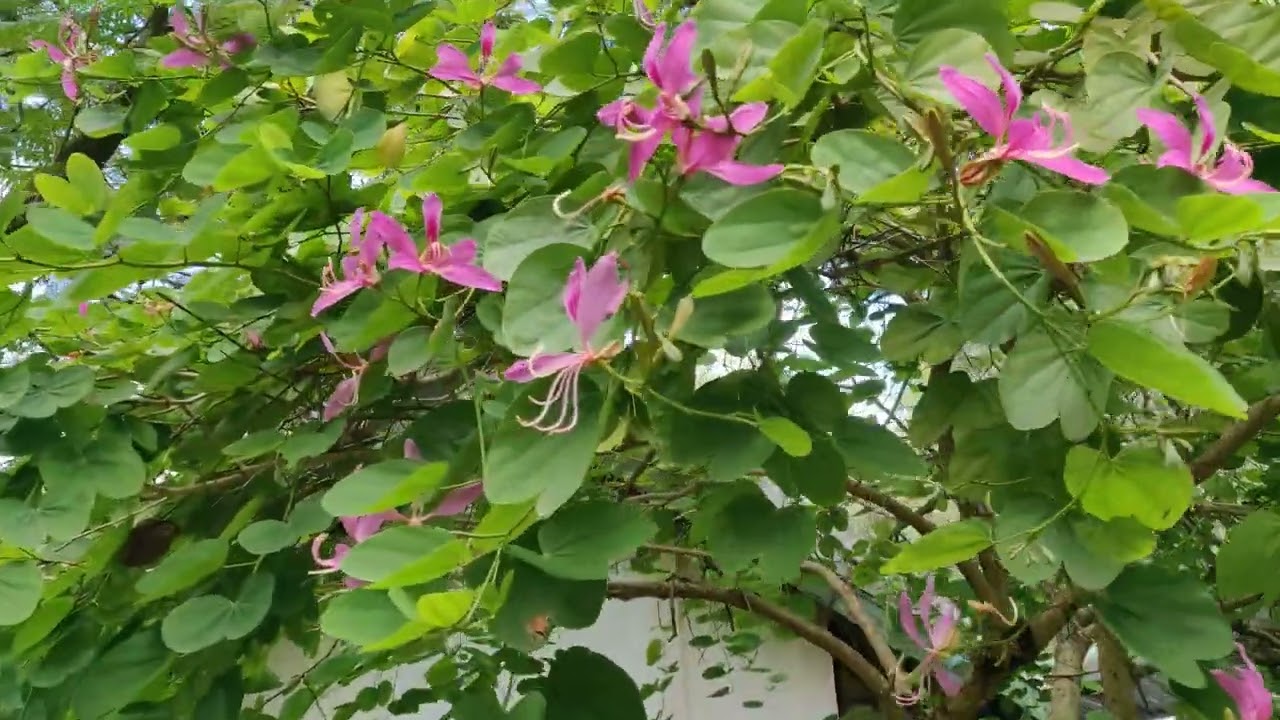 Тхап Ба - минеральный источник и грязелечебница в Нячанге