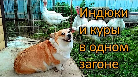 Индюки Хайбрид Конвертер 14 недель. Индюки и куры вместе.