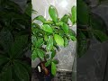 Day 39: Overview a Bonsai. A serene morning with gentle watering and relaxing tunes. #relax #bonsai
