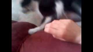 Figaro, El Gato Mañoso