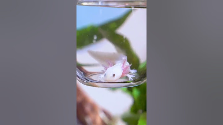 Welcoming my Axolotl Home 🦎