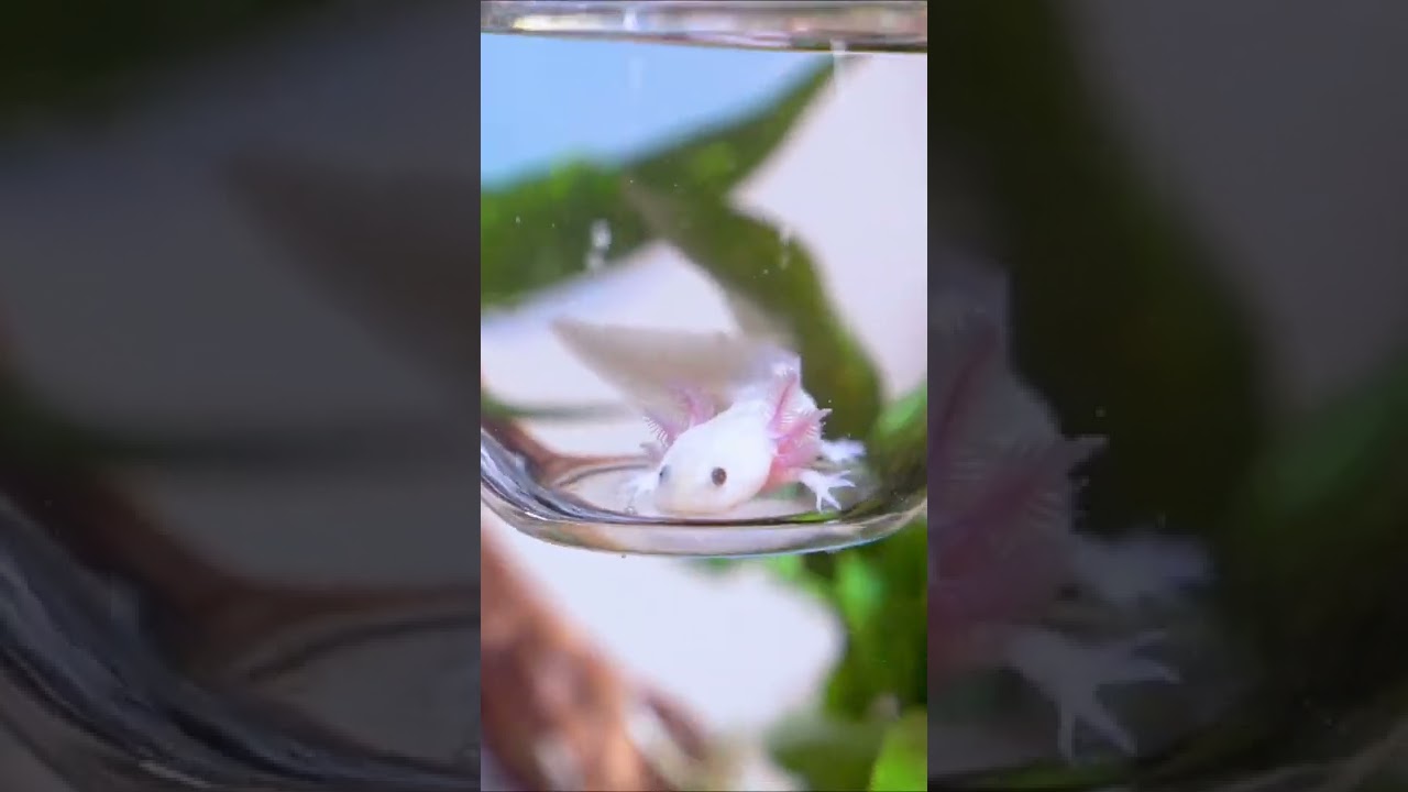 Welcoming my Axolotl Home 🦎