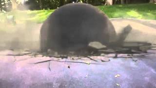 Omg Dog Got Crushed By Giant Rock