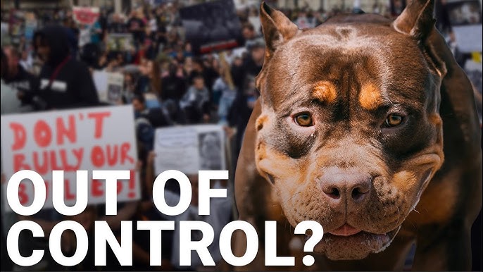 Dangerous Dogs: Should American Bully dogs be banned? 