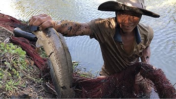 Trúng cá hàng hiếm | Bao cá mót cái ao huyền thoại kết quả không thể ngờ | THÚ VUI MIỀN TÂY