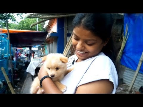 puppy paradise Cute Pomeranian Puppy Gets Her New Lovable Family At Galiff Street