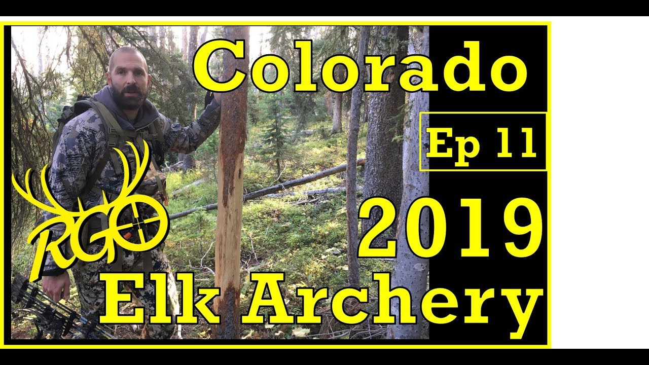 Bull at 15 Yards! Colorado Elk Archery Season 2019 RGO Ep 140 YouTube