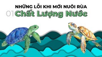 #1 Nuôi rùa cơ bản: Khắc phục những sai lầm chủ yếu về nước nuôi rùa