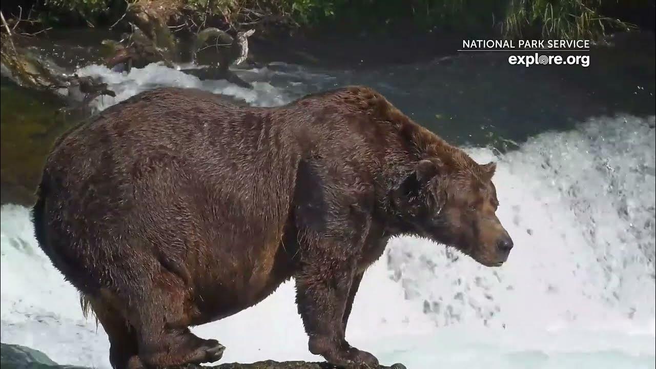 FAT BEAR WEEK 2023 🐻 DAY 5 YouTube