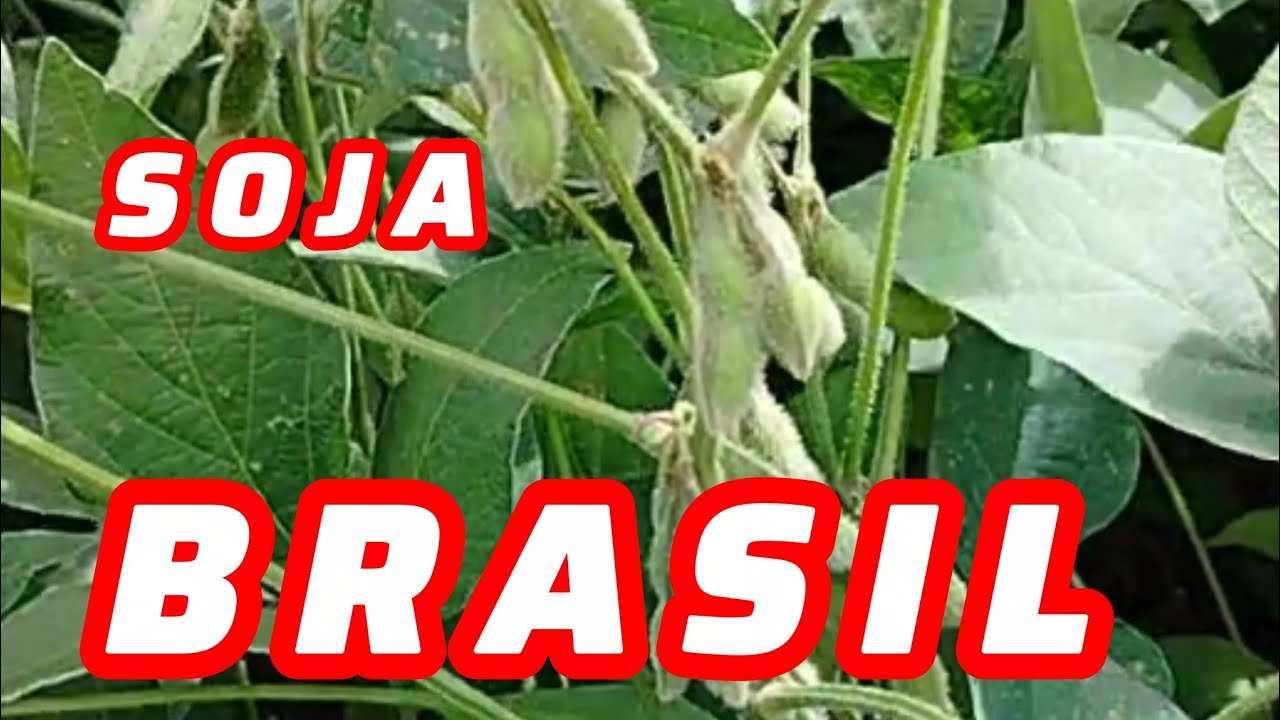 COMO ESTÁ O TEMPO NO INTERIOR DE SÃO PAULO....