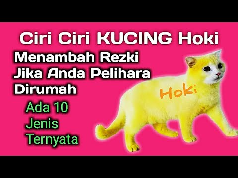 Video: Pembawa Kucing Terbaik