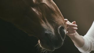Kings and Queens ☆ Equestrian Music Video