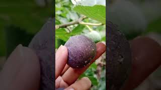 Fresh Anjeer | Fresh Fig Fruit shorts youtubeshorts