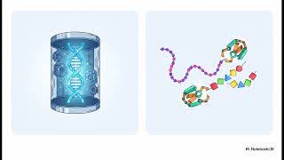 Dna Vs Rna Explained For Beginners