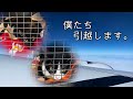 【南国育ち猫】飛行機での旅立ち。
