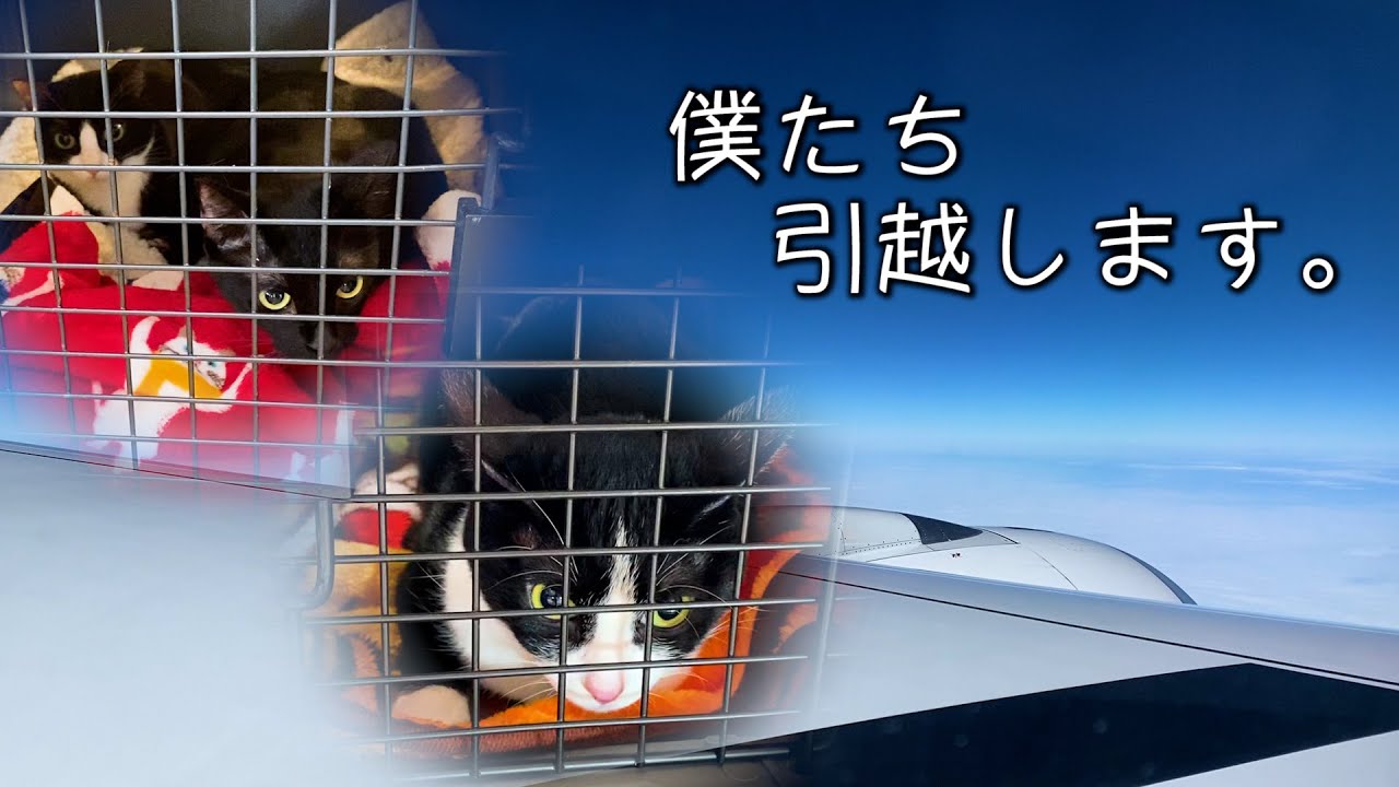 Tropical Cat] Departing by plane. - YouTube