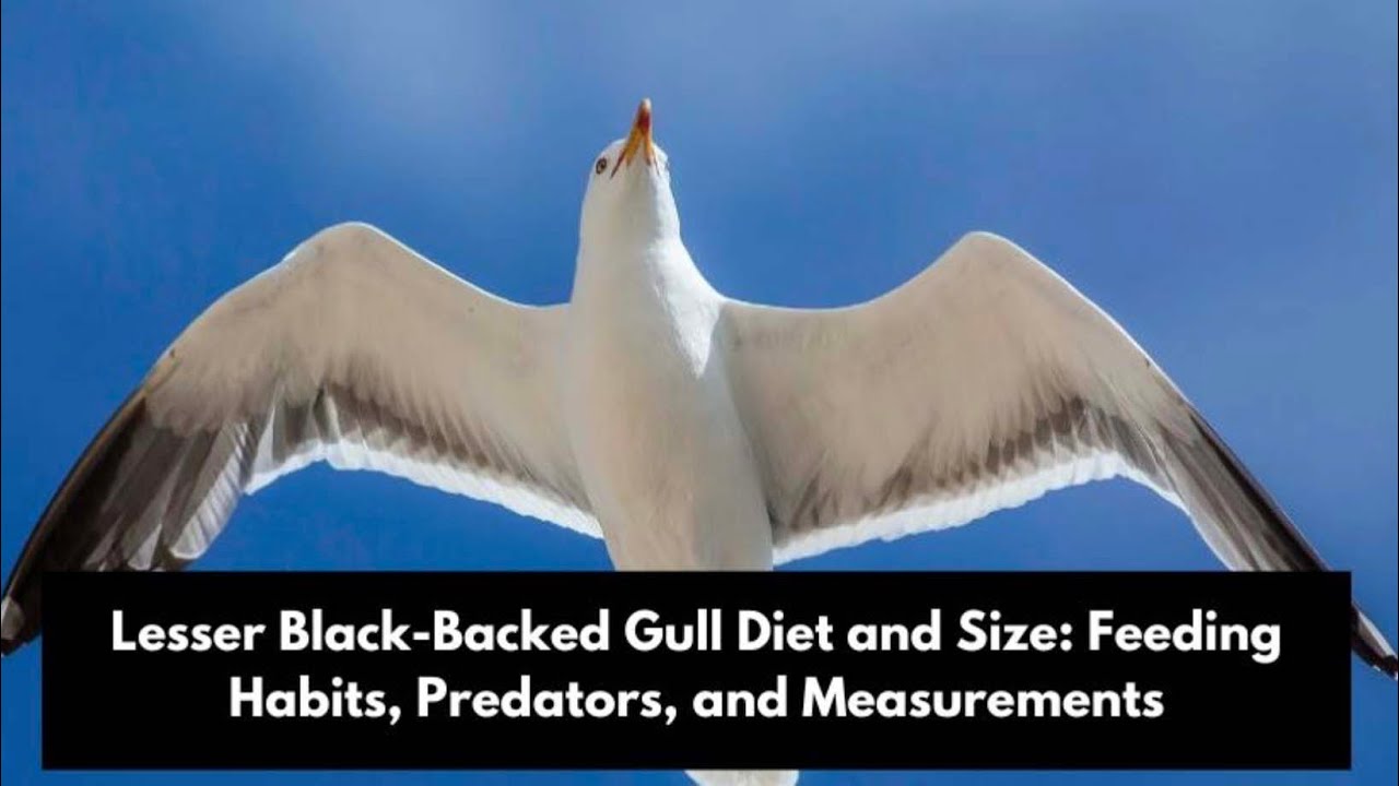 Mating Lesser Black-backed Gulls!