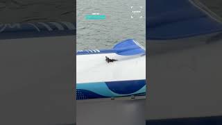 Rescuing A Bat From A Lake In Broad Daylight #animalrescue