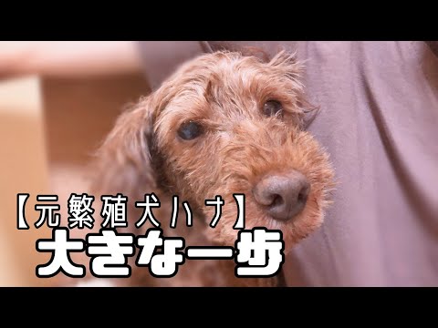 【保護犬&猫預かりvlog】元繁殖犬ハナ、大きな一歩♪