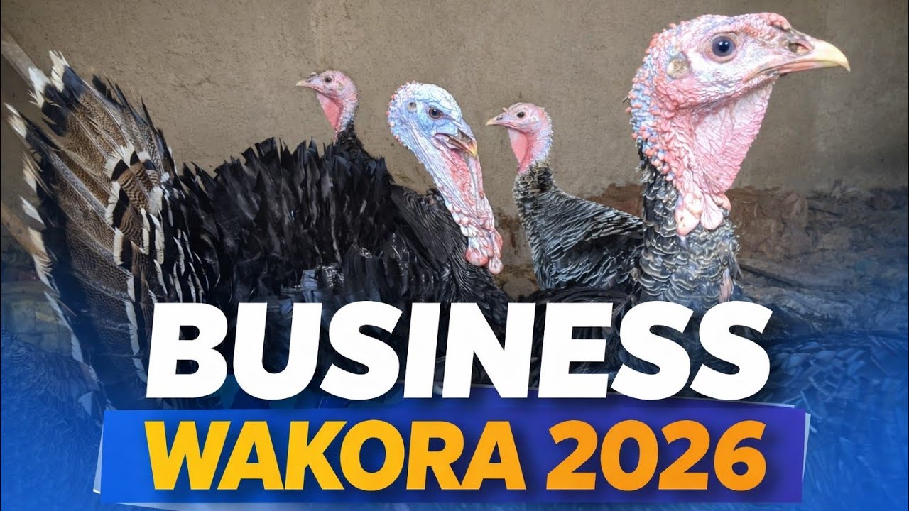  Business y'ubworozi bwa Dendo! 