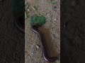 A Millipede eating the leave