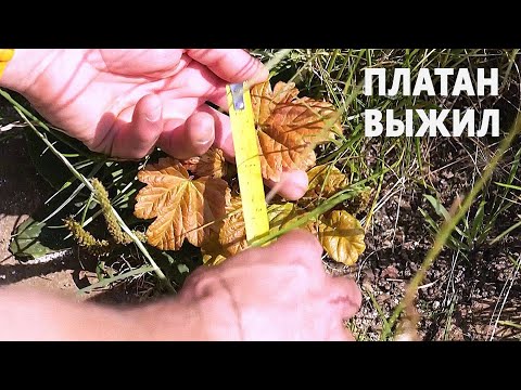 Знаменитое срубленное «Дерево Робин Гуда» дало побеги