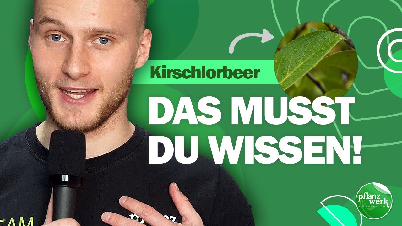 Alles, was Sie ber Kirschlorbeeren wissen mssen