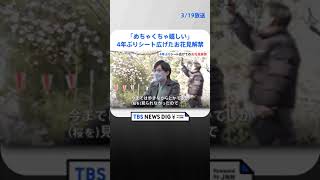 「めちゃくちゃ嬉しい」4年ぶりにシート広げたお花見解禁　上野公園に多くの花見客　公園により時間制限｜TBS NEWS DIG #shorts