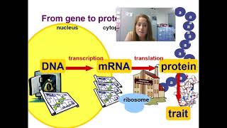 QCE Biology Unit 4 Topic 1: Transcription and Translation