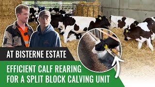 Efficient Calf Rearing at Bisterne Estate for a Split Block Calving Unit