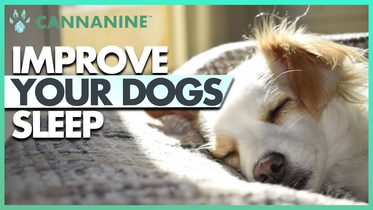 How CBD Oil May Help Your Dog or Puppy Sleep Better