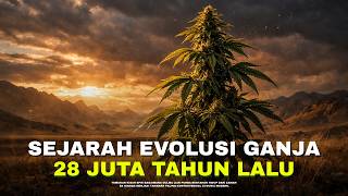 28 Juta Tahun Evolusi Ganja Dari Gulma Liar Menjadi Tanaman Paling Kontroversial