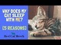 Why Cats Like To Sleep With You? (5 Reasons)