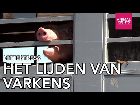 Het lijden van varkens | #hittestress | Animal Rights