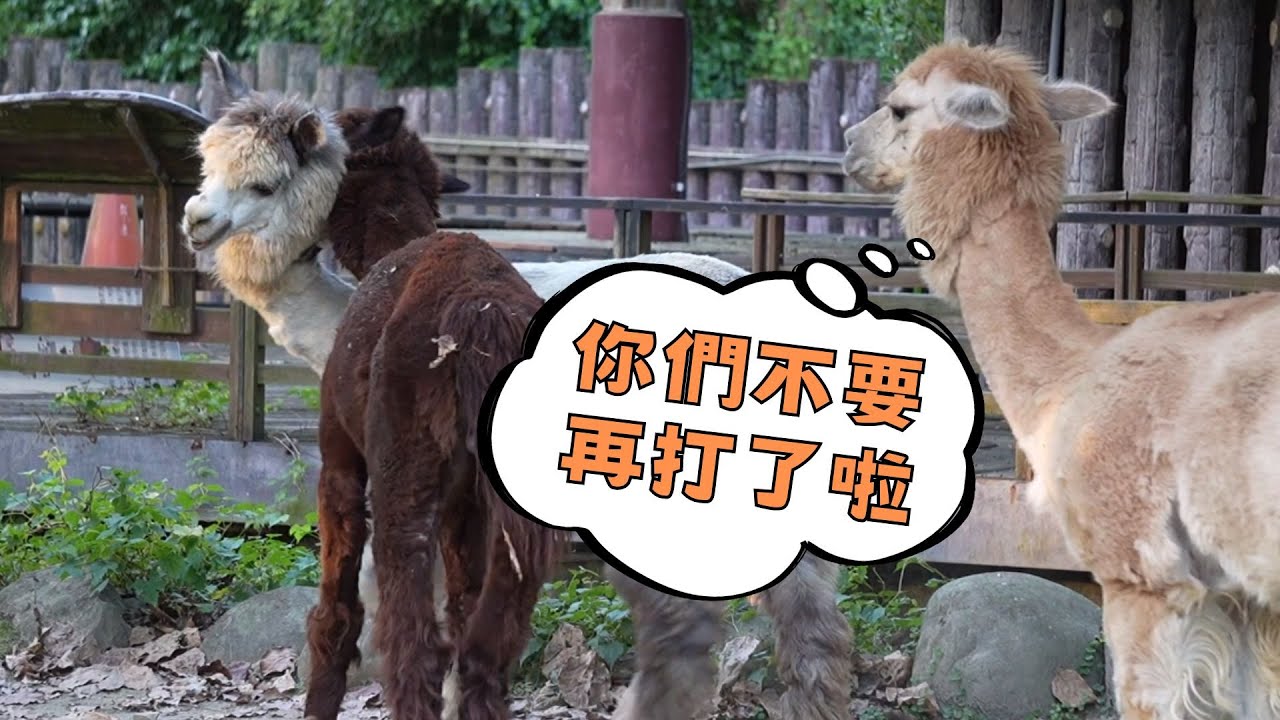 羊駝疑似大亂鬥？誰能解釋他們在做什麼 Are the alpacas fighting｜台北市立動物園 Taipei Zoo - YouTube